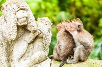 bali - ubud_monkey forrest_04