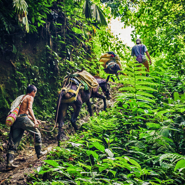 To kvindelige turister, et æsel og en mand på vandring til Lost City i Colombia.