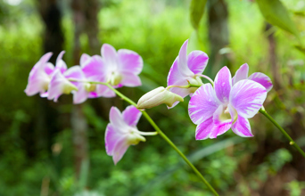 kinabalu national park_orkidee_01