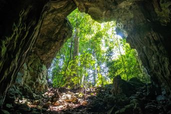 Ulu Muda Nationalpark Hule 1909718440