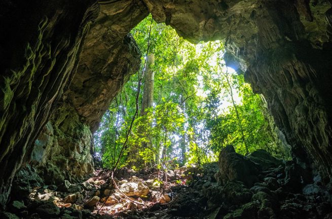 Ulu Muda Nationalpark Hule 1909718440