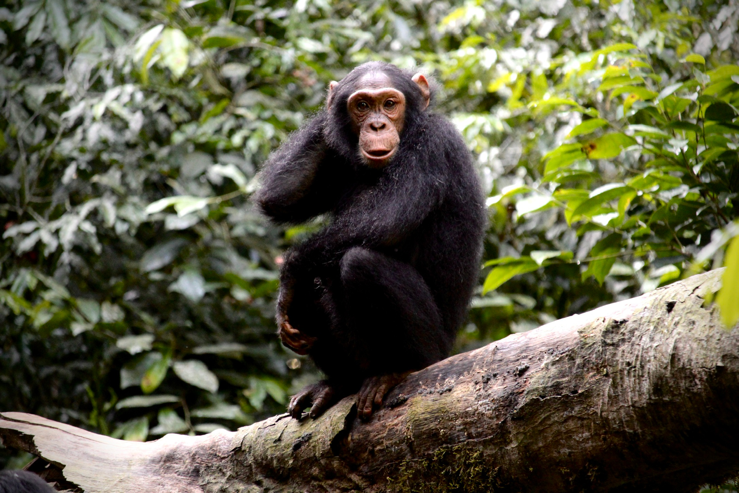 Uganda Chimpanze Matoke Tours Dmc