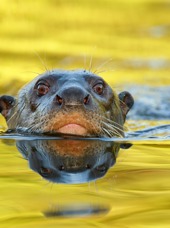 brasilien - pantanal_dye_odder_01