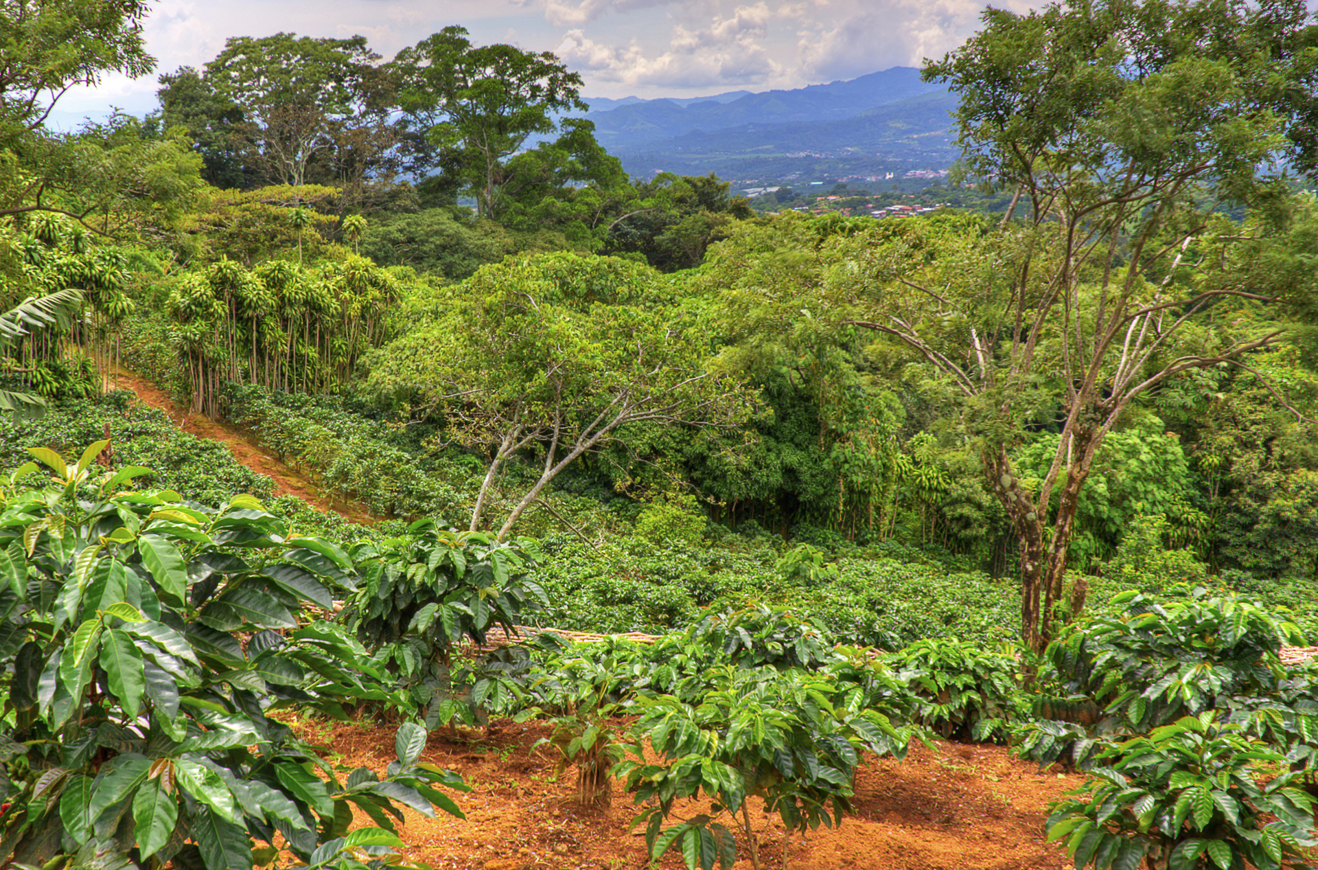 costa rica - kaffeplantage_udsigt_01