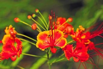 seychellerne - seychellerne_blomst_03