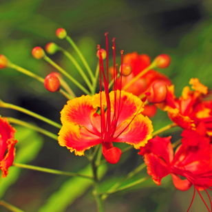 seychellerne - seychellerne_blomst_03