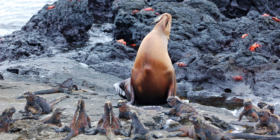 galapagos_soeloeve_leguan_01