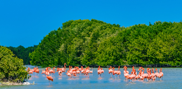 mexico - celestun_flamingo_01