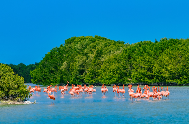 mexico - celestun_flamingo_01