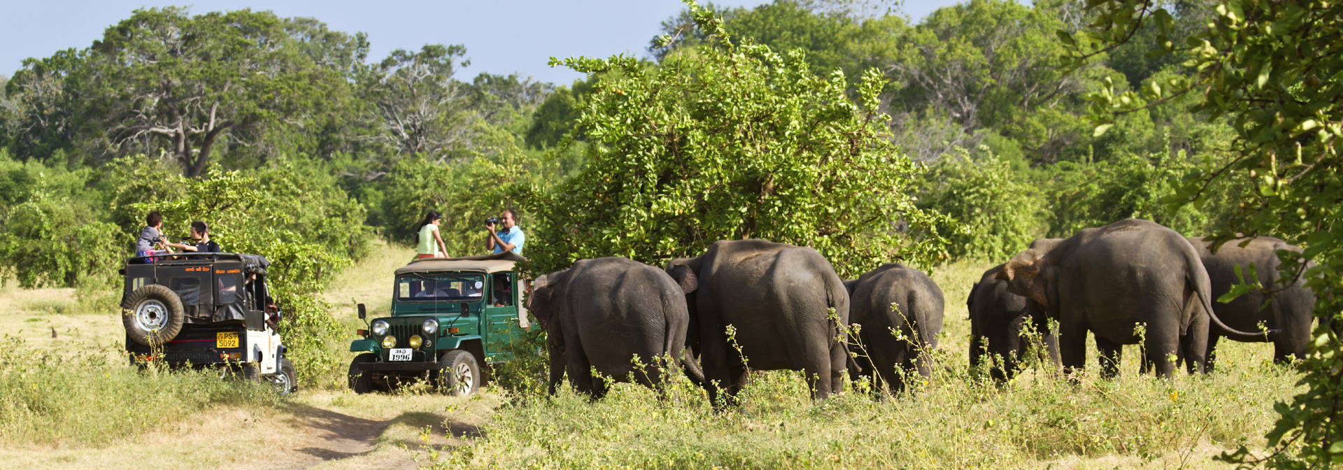 sri lanka - minneriya nationalpark_elefant_04