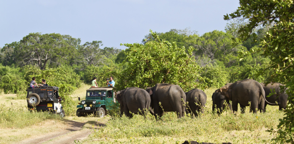 sri lanka - minneriya nationalpark_elefant_04