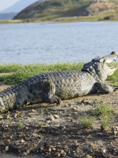 Gal Oya National Park Krokodille