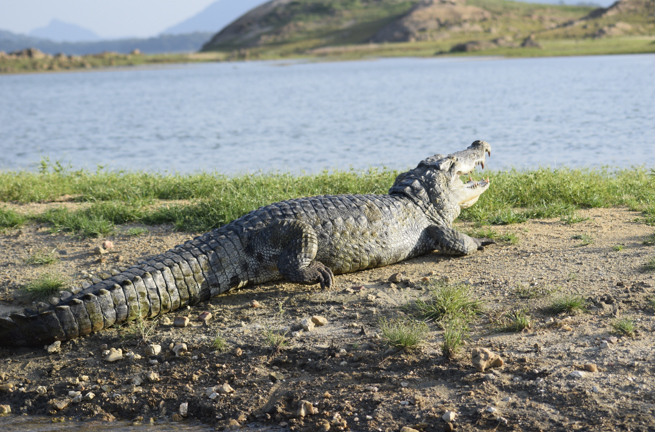 Gal Oya National Park Krokodille