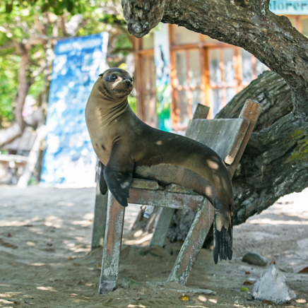 galapagos_isabela island_puerto villamil__soeloeve01