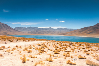 Atacama Miscanti Laguna