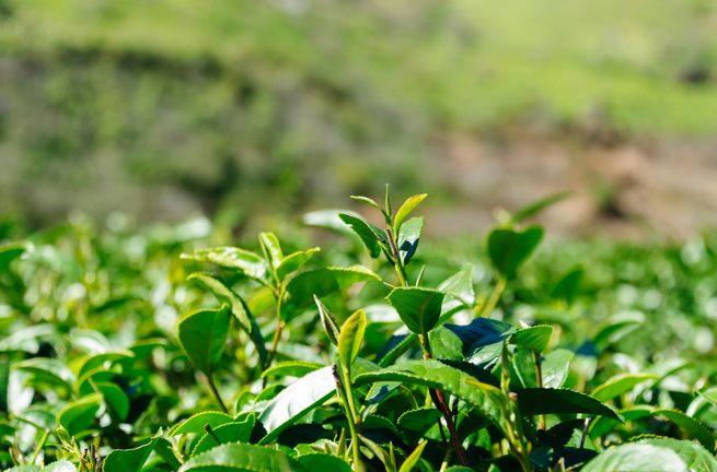 Munnar06