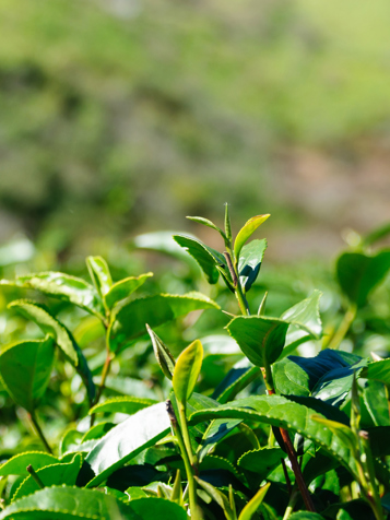 Munnar06
