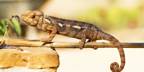kameleon_isalo national park_01