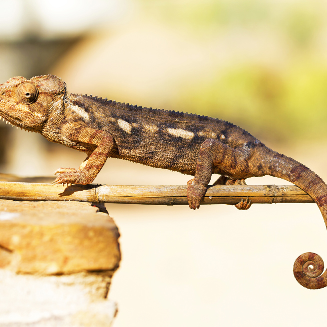 kameleon_isalo national park_01