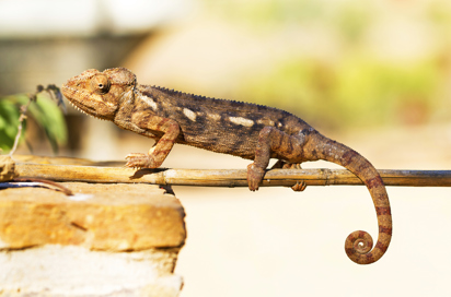 kameleon_isalo national park_01