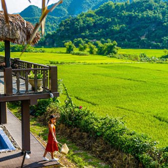Rice Field View