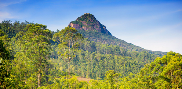 sri lanka - adams peak udflugt_12