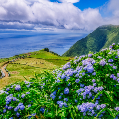 Azorerne_hortensia_04_hf