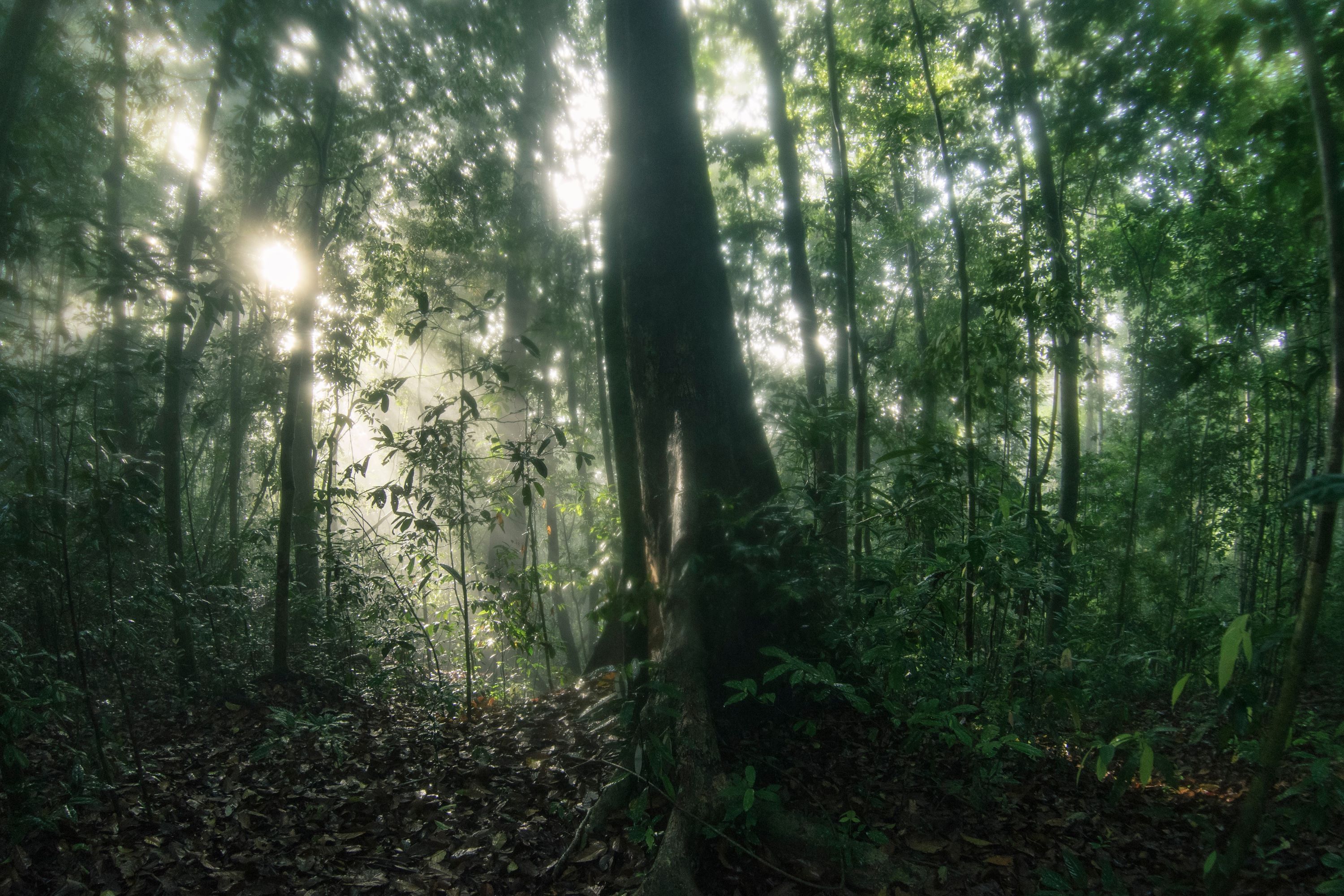 Ulu Muda Nationalpark Jungle 1203398275