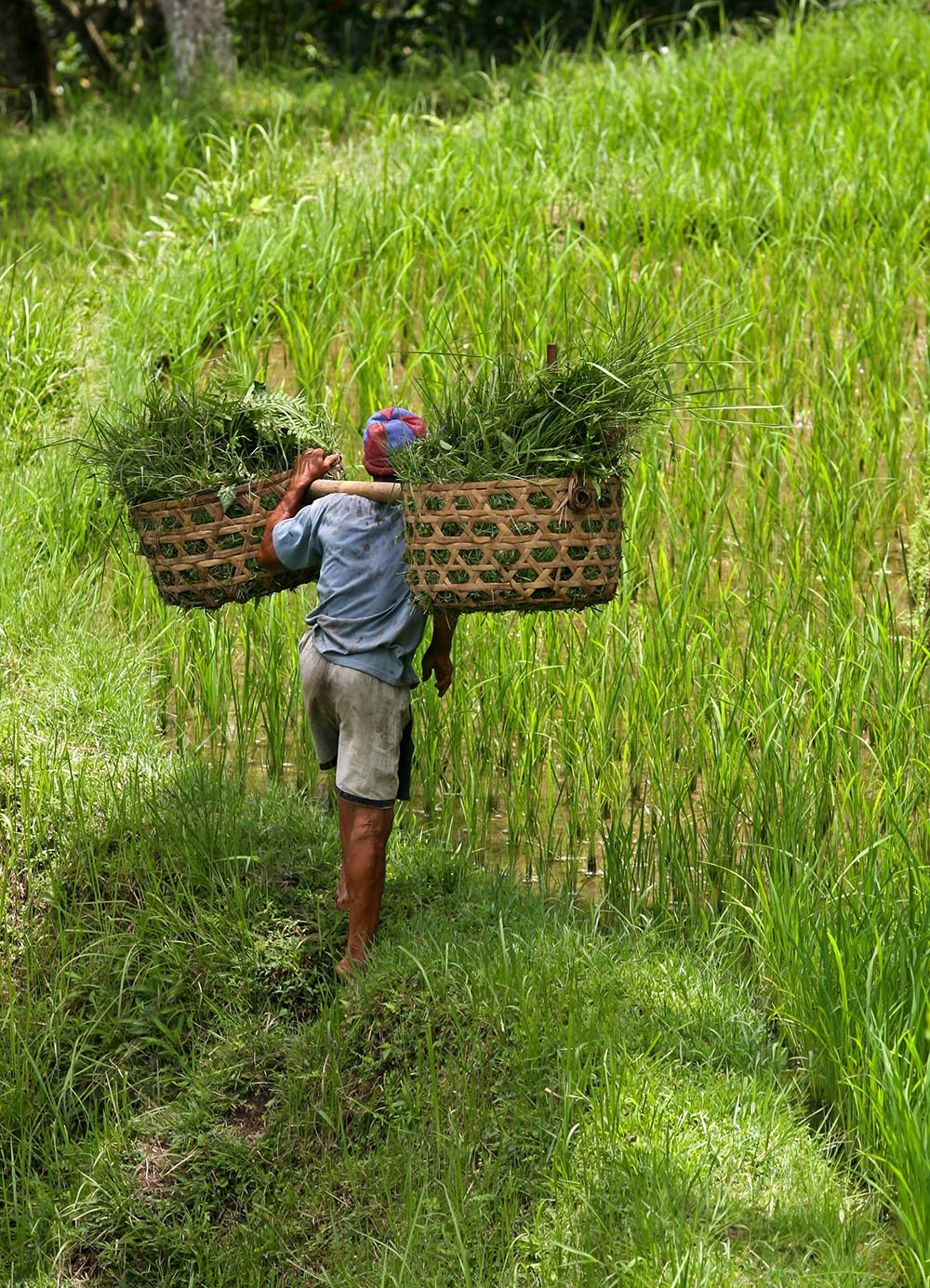 bali - bali_rismark_farmer_06_HF