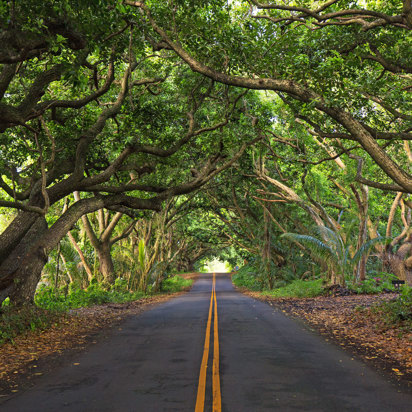 Hana Highway Tree Tunnel