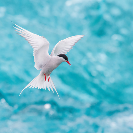 jokulsarlon_fulg_01