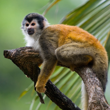 costa rica - manuel antonio national park_abe_03