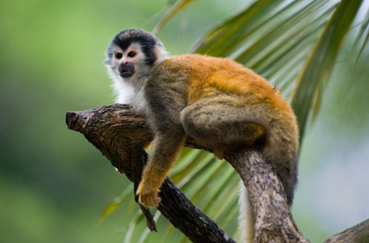 costa rica - manuel antonio national park_abe_03