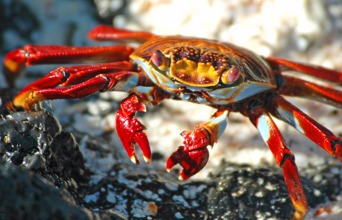 galapagos_santacruz_sally lightfoot crab_krabbe_01