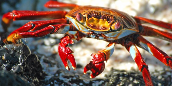 galapagos_santacruz_sally lightfoot crab_krabbe_01