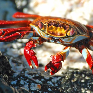 galapagos_santacruz_sally lightfoot crab_krabbe_01
