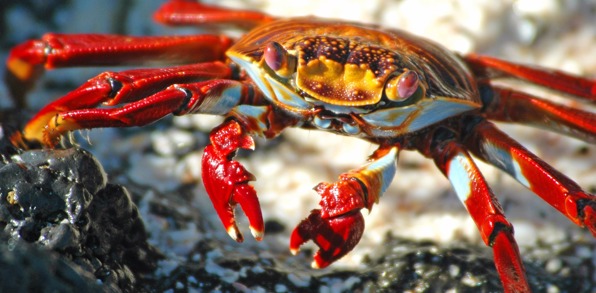 galapagos_santacruz_sally lightfoot crab_krabbe_01