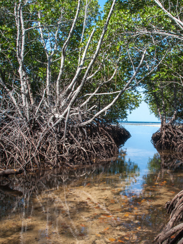bali - lembongan_mangrove_02