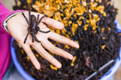 colombia - cambodia_marked_stegt tarantel_01