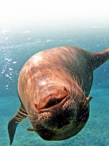 galapagos_soeloeve_22