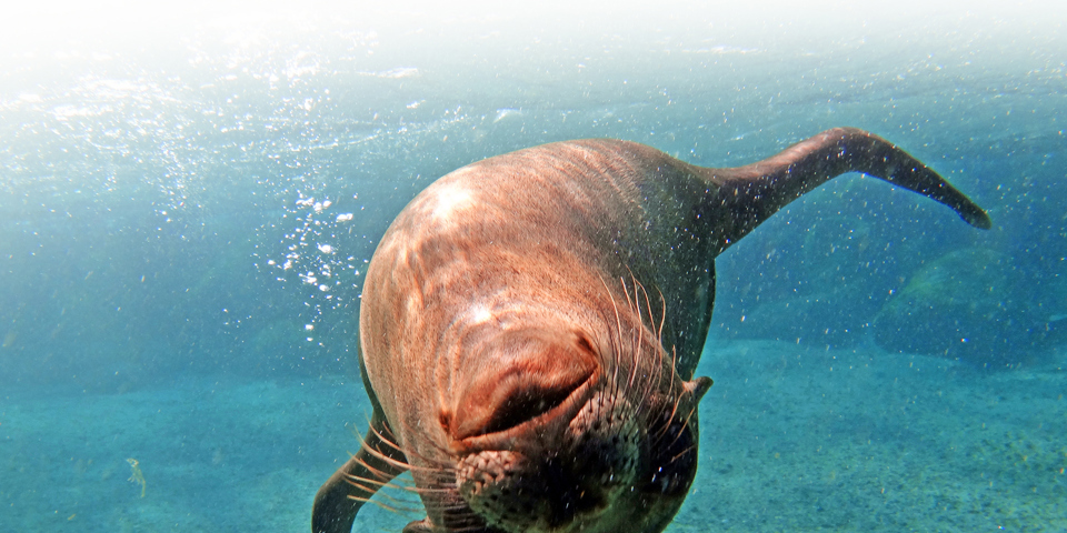 galapagos_soeloeve_22