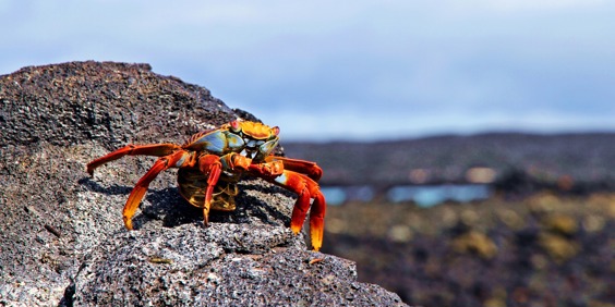 galapagos_santacruz_sally lightfoot crab_krabbe_07