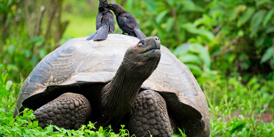 galapagos_skildpadde_24