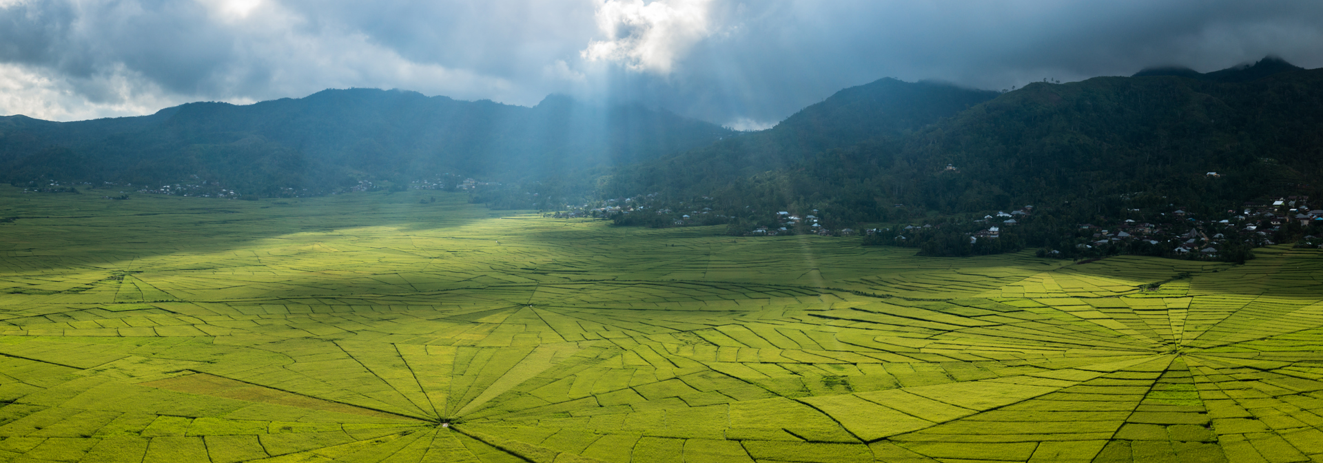 bali - flores_spider_03_slider