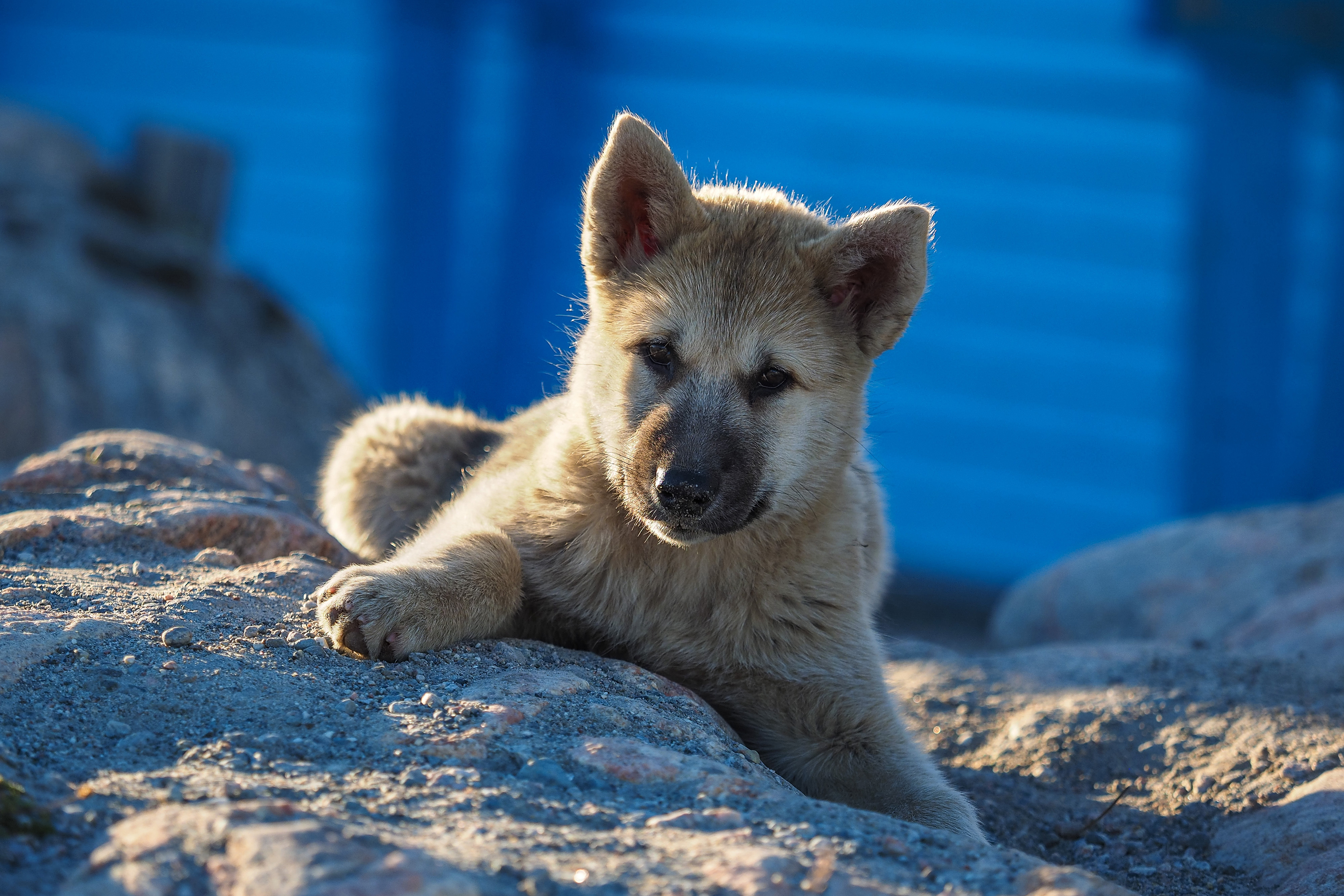 hund_05