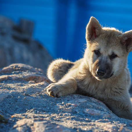 hund_05