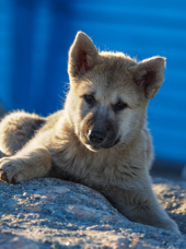 hund_05