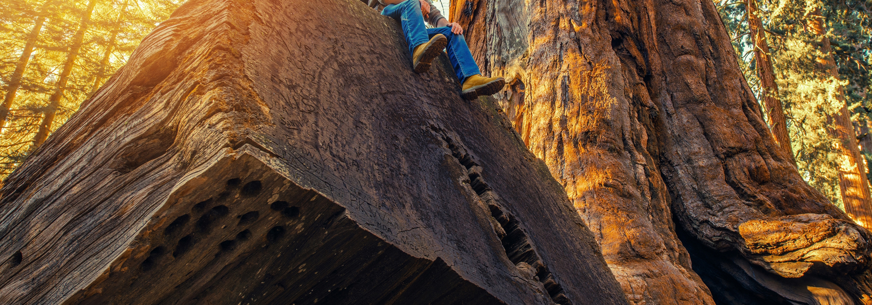 sequoia_02
