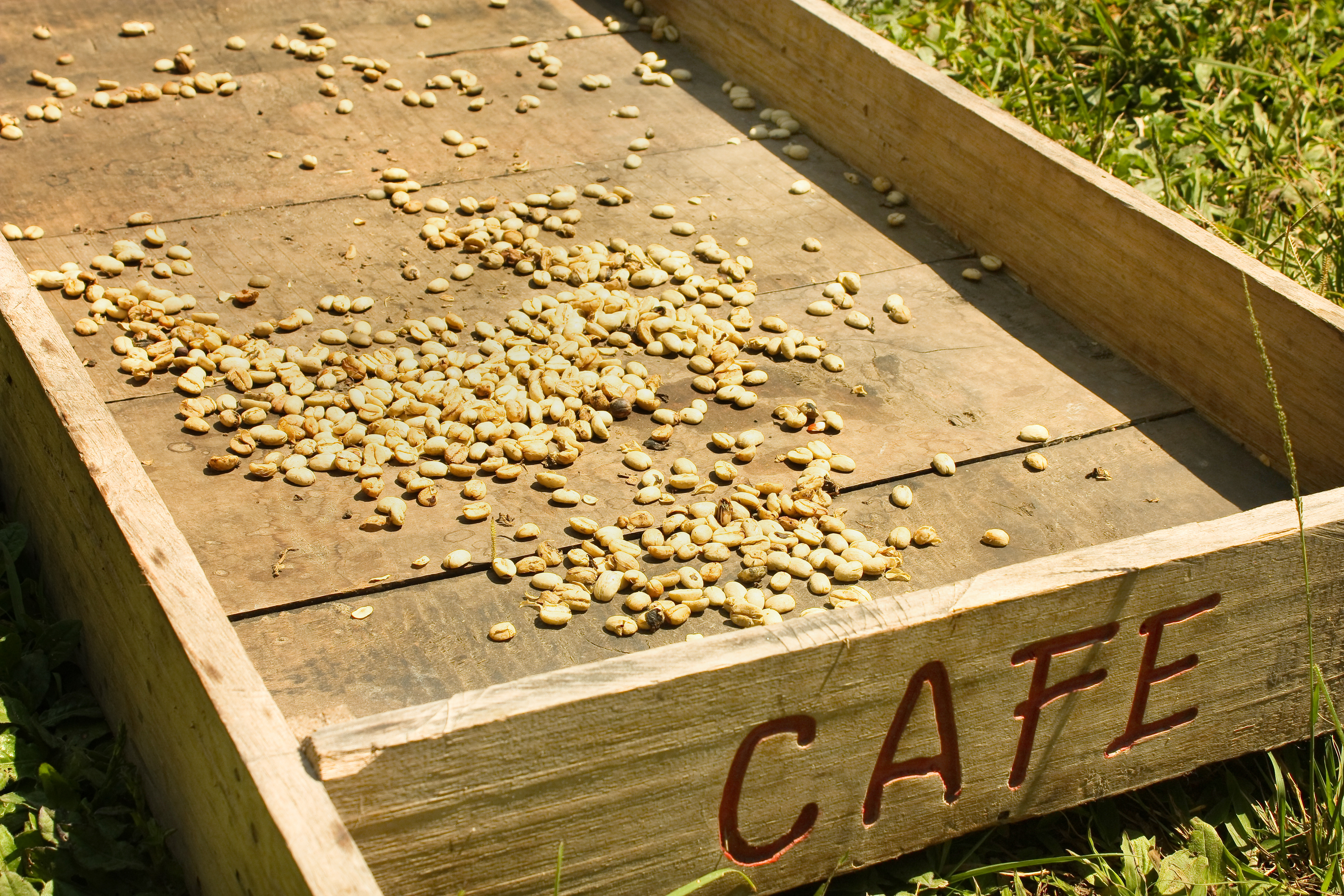 colombia - salento_kaffe_bliver_toerret_01