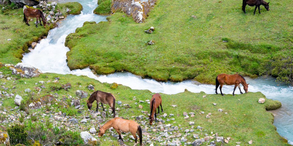 peru - salkantay_heste_01